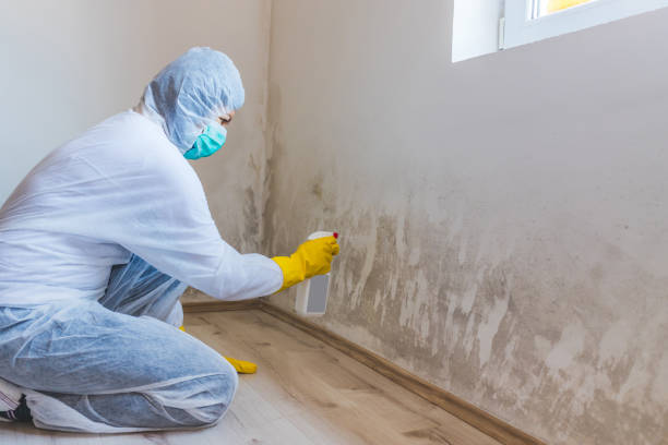 Licensed Attic Mold Removal service in Levering, MI - WQB Mold Removal