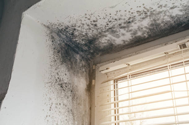 Affordable Attic Mold Removal solutions in Levering, MI