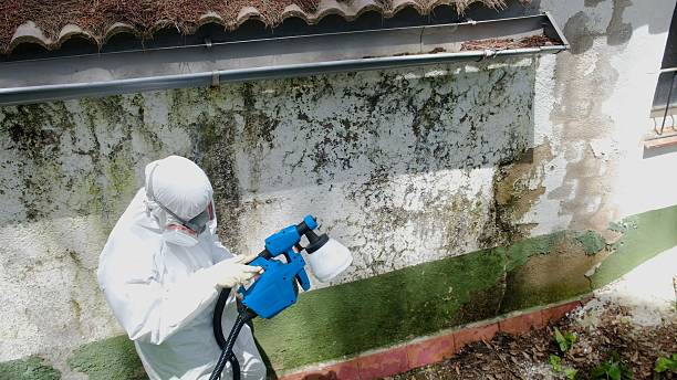Top rated local Attic Mold Removal specialists in Levering, MI
